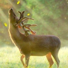 Схема вышивки «iremo mtasa myviralo»