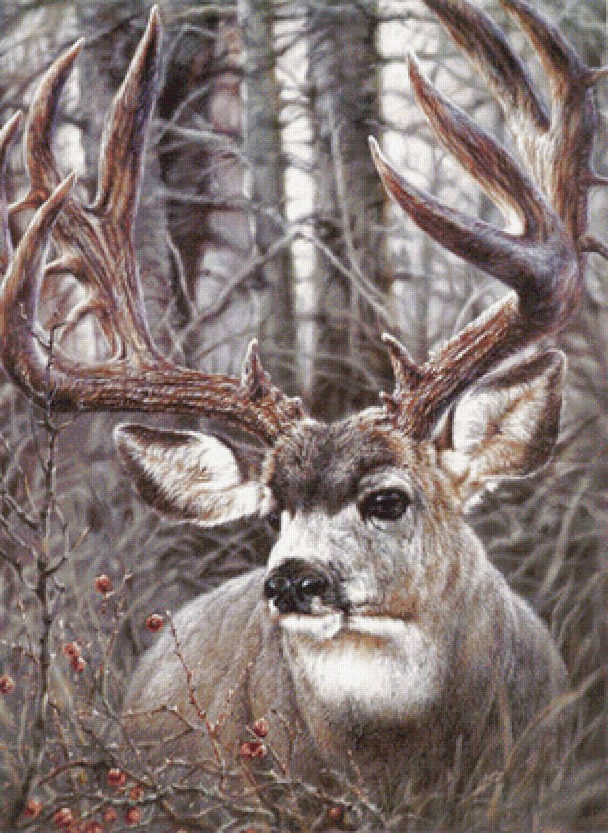 Олень - звери, животные - предпросмотр