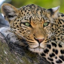 Схема вышивки «№1743201»