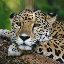 Схема вышивки «№1743205»