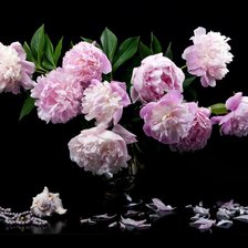 Схема вышивки «Пионы на черном»