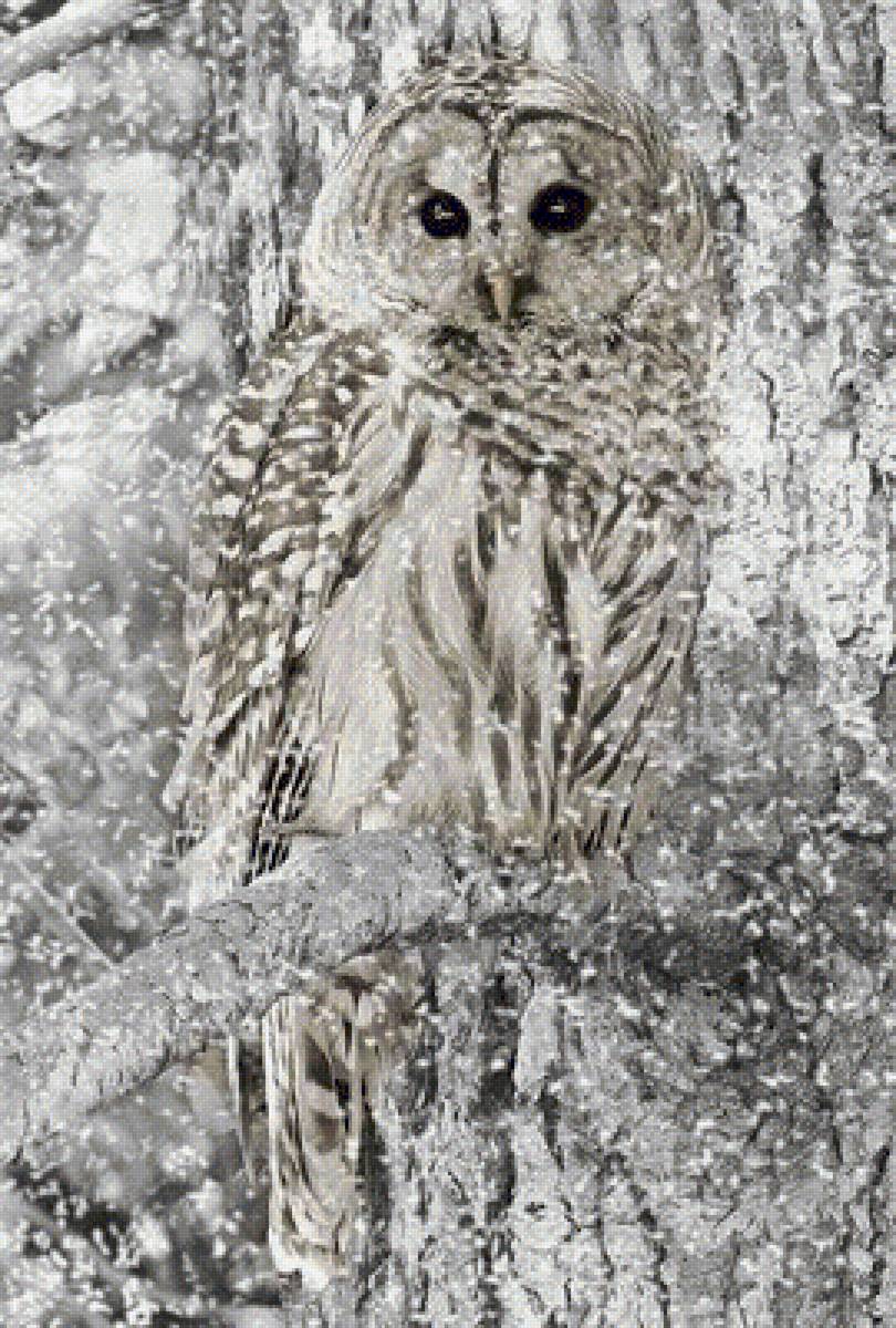 СОВА - природа, сова - предпросмотр