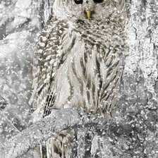 Схема вышивки «СОВА»