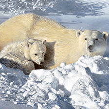 Белые медведи