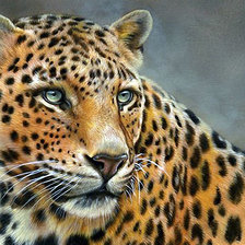 Схема вышивки «Леопард»