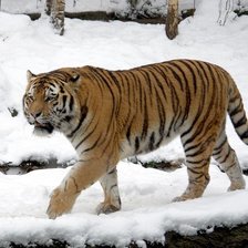 Схема вышивки «тигр»