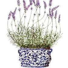 Схема вышивки «Лаванда»