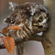 Схема вышивки «СОВА»