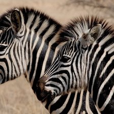 Схема вышивки «зебры»