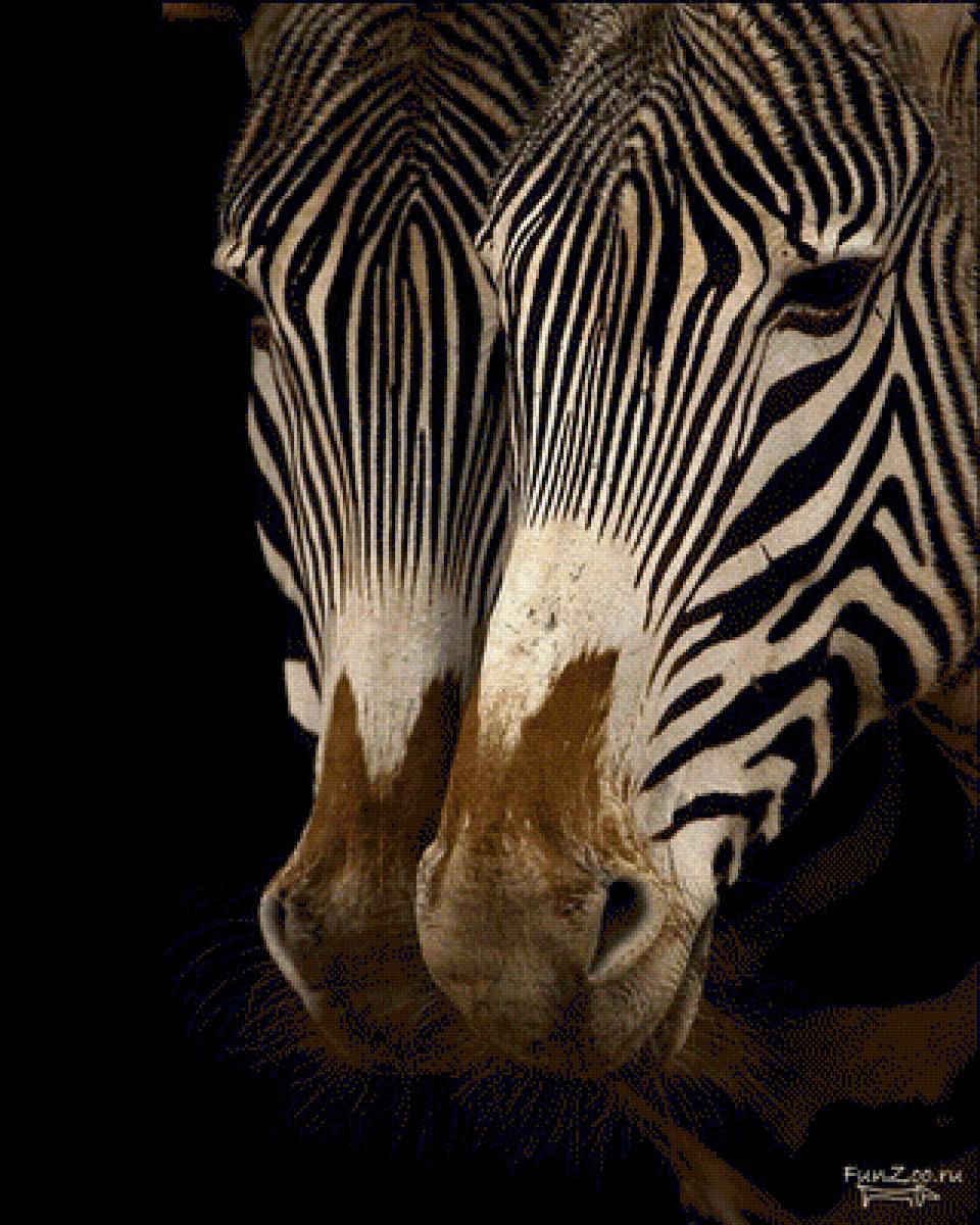 зебры - предпросмотр