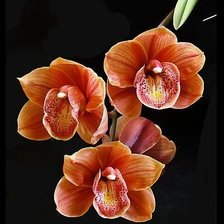 Схема вышивки «№1744749»