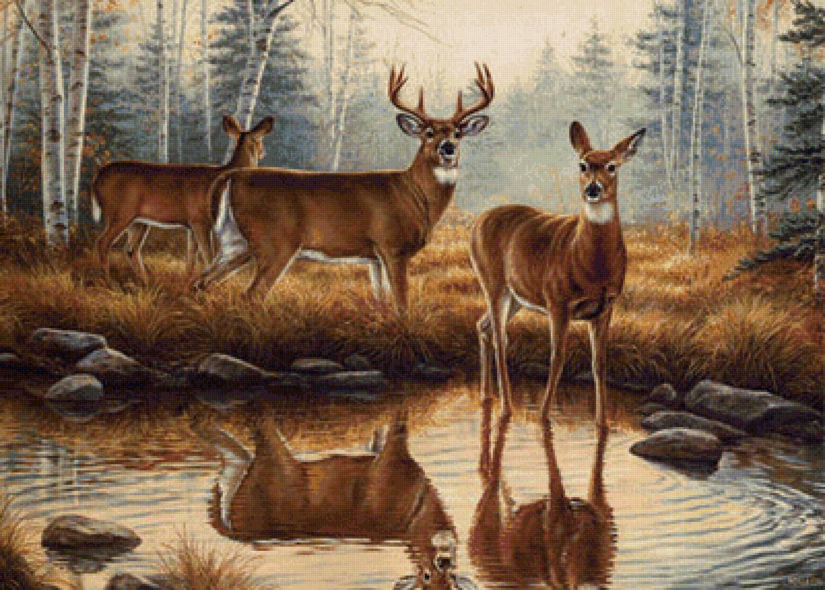 Олени - вода, животные, лес - предпросмотр