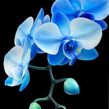 Схема вышивки «Орхидея»