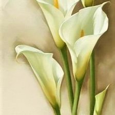 Схема вышивки «KАЛЛЫ»