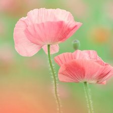 Схема вышивки «нежные маки»