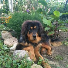 Схема вышивки «Демир»