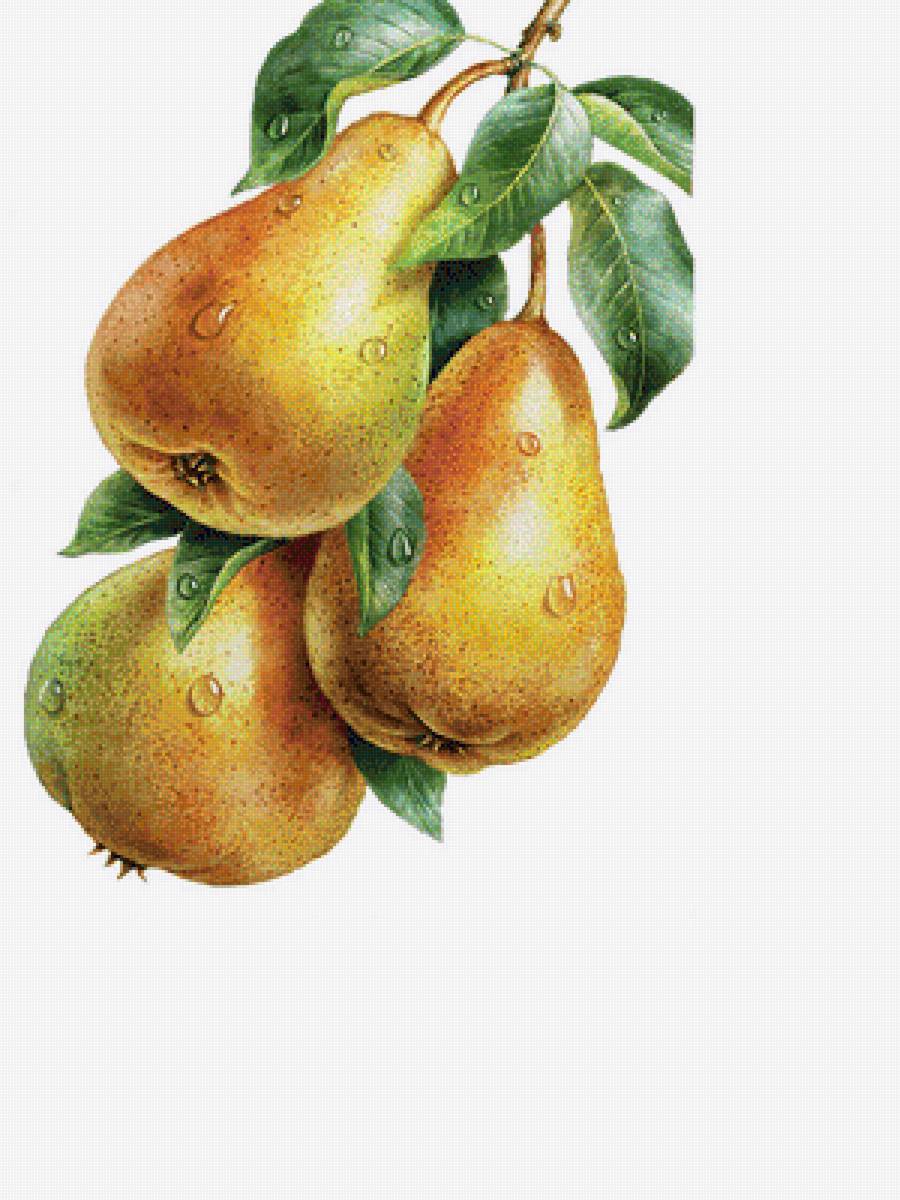 Груши - фрукты - предпросмотр