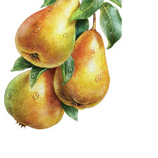 Схема вышивки «Груши»