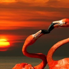 Схема вышивки «фламинго»