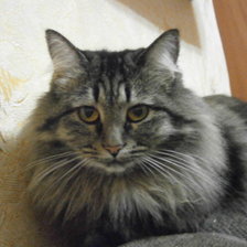 Схема вышивки «Кошка Шняжка»