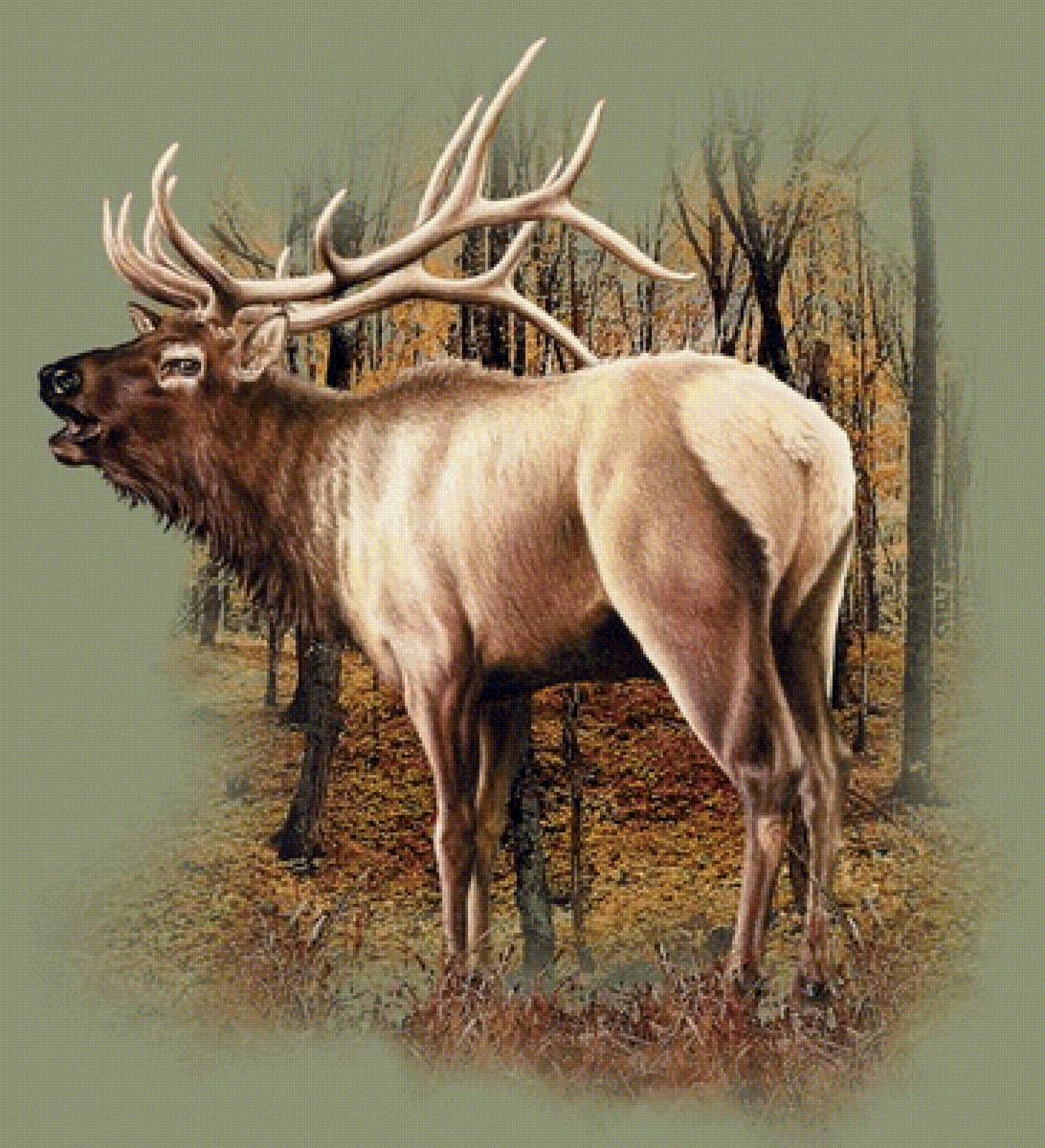 Олень - звери, животные - предпросмотр