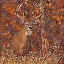 Олень,