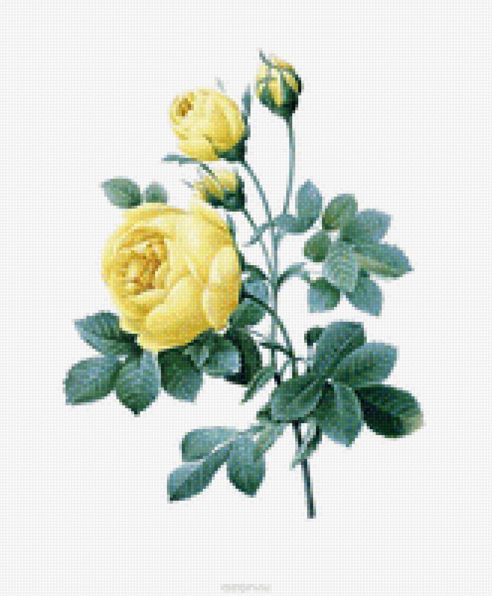 Желтые розы - розы - предпросмотр