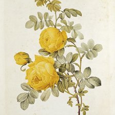 Схема вышивки «Желтые розы»