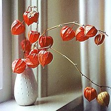 Схема вышивки «Натюрморт с физалисом.»