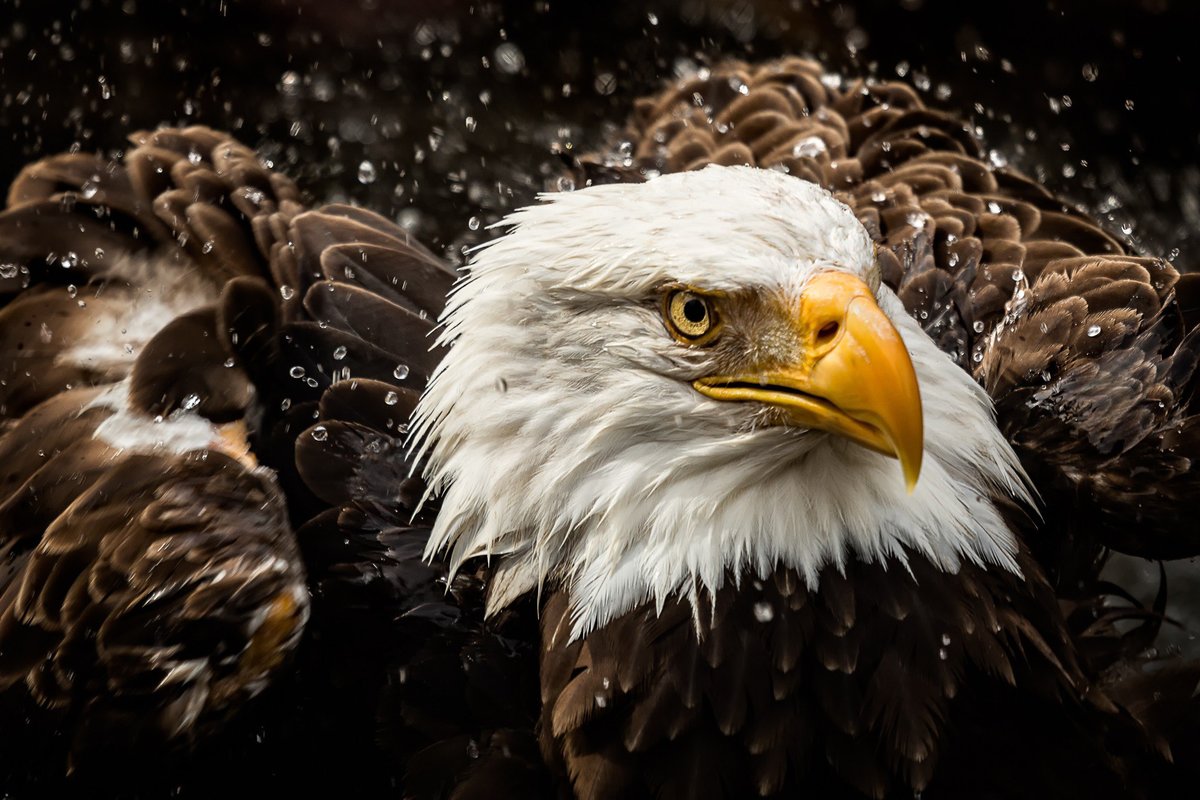 орел - оригинал