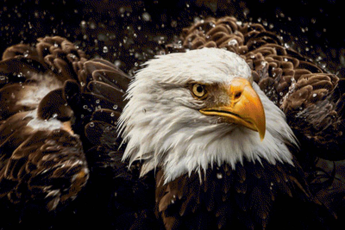 орел - предпросмотр