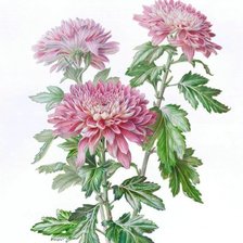 Схема вышивки «хризантемы»