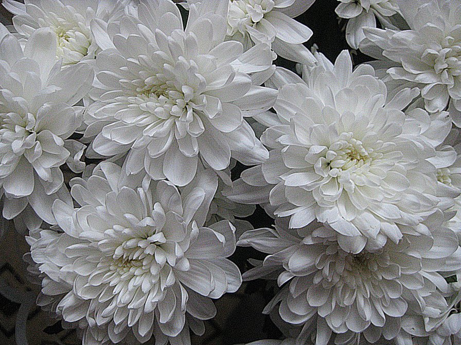 хризантемы - оригинал