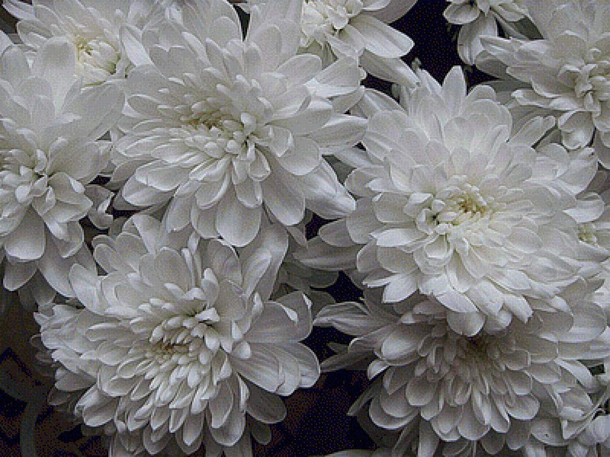 хризантемы - предпросмотр