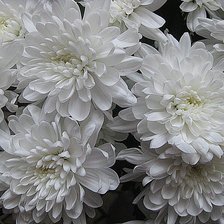 хризантемы