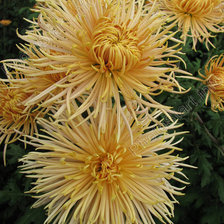 Схема вышивки «хризантемы»