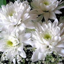 Схема вышивки «хризантемы»