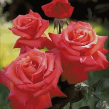 Схема вышивки «розы»