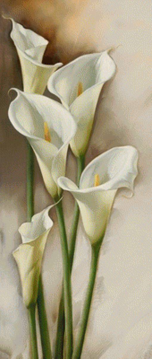 каллы - предпросмотр