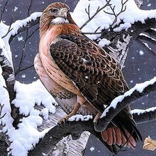 Схема вышивки «Hawk»