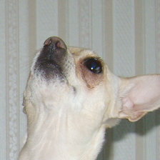 Схема вышивки «Габи»