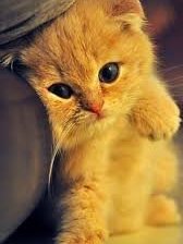 Схема вышивки «Котенок»