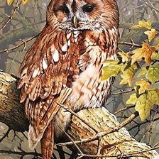 Owl
