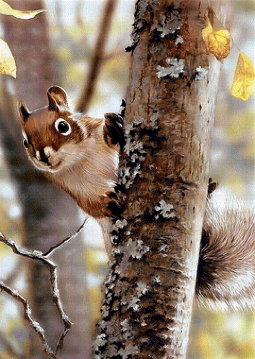 Squirrel - предпросмотр