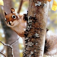 Схема вышивки «Squirrel»