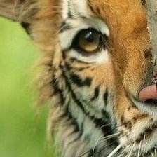 Схема вышивки «Tygr 1»