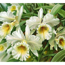 Схема вышивки «Серия "Орхидеи"»