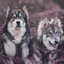 Схема вышивки «7j86»