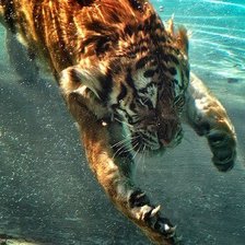 Схема вышивки «tiger46»