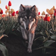 Схема вышивки «9g54»